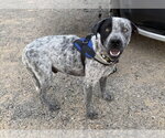Small #2 Mutt