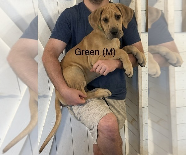 Medium Photo #31 Great Dane Puppy For Sale in GALLOWAY, OH, USA