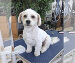 Small #1 Poodle (Miniature) Mix