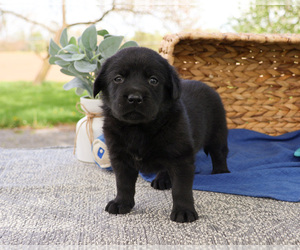 Labrador Retriever Puppy for sale in SYRACUSE, IN, USA