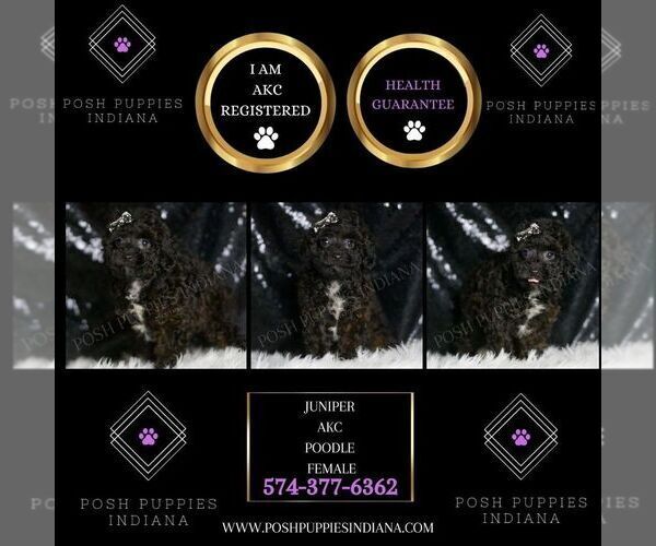 Medium Photo #2 Poodle (Toy) Puppy For Sale in WARSAW, IN, USA