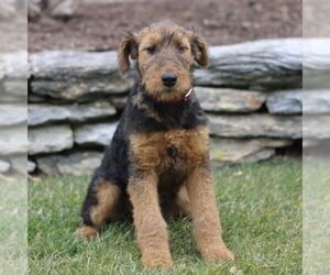 Airedale Terrier Puppy for sale in HOLTWOOD, PA, USA