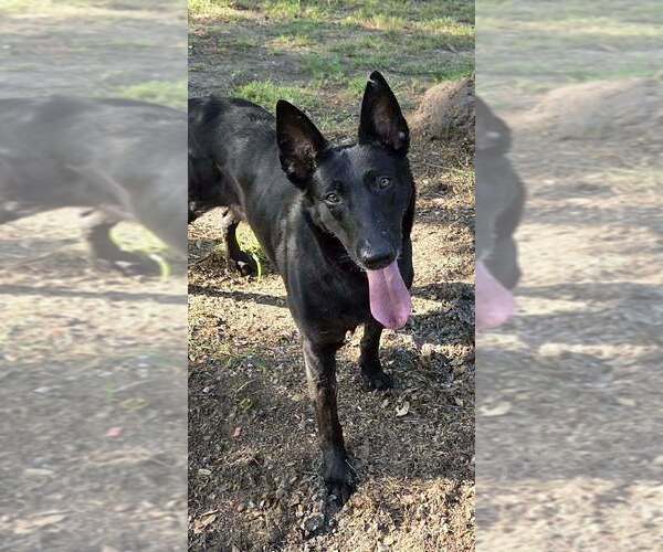 Medium Photo #15 Mutt Puppy For Sale in Imlay City, MI, USA