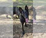 Small #14 Mutt