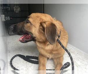 German Shepherd Dog-Unknown Mix Dogs for adoption in Houston, TX, USA