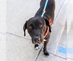 Small #4 Labrador Retriever Mix
