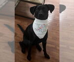 Small #2 Labrador Retriever