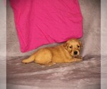 Small #7 Golden Retriever