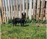 Small Photo #3 Chihuahua-Unknown Mix Puppy For Sale in Shillington, PA, USA