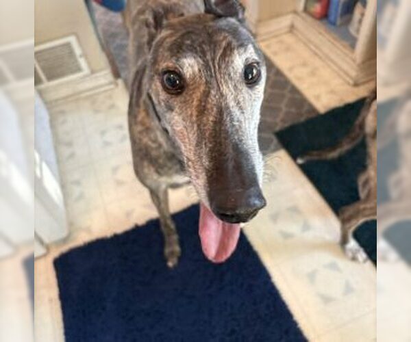 Medium Photo #1 Greyhound Puppy For Sale in Grandville, MI, USA