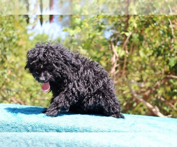 Medium Photo #9 Poodle (Toy) Puppy For Sale in DYERSBURG, TN, USA