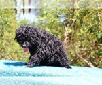 Small #8 Poodle (Toy)