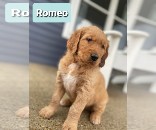 Medium Photo #13 Golden Retriever Puppy For Sale in CUB RUN, KY, USA