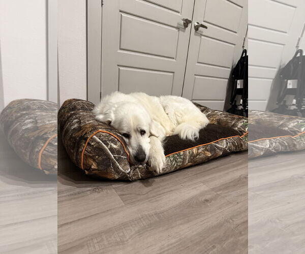 Medium Photo #4 Great Pyrenees Puppy For Sale in Bend, OR, USA