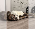 Small #3 Great Pyrenees