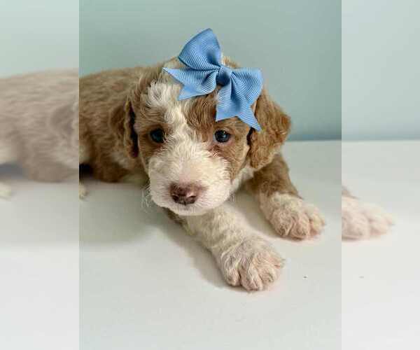 Medium Photo #4 Aussiedoodle-Labradoodle Mix Puppy For Sale in BRYANTOWN, MD, USA