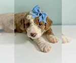 Small Photo #4 Aussiedoodle-Labradoodle Mix Puppy For Sale in BRYANTOWN, MD, USA