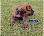 Small #9 Doberman Pinscher-Mastiff Mix