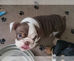 Small Photo #13 English Bulldog Puppy For Sale in DE WITT, MI, USA