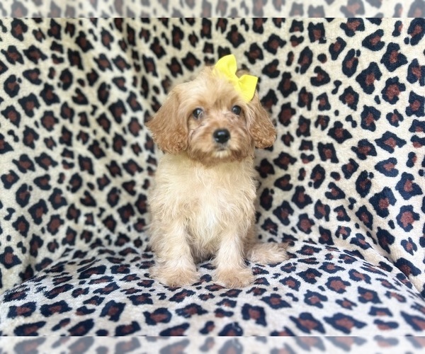 Medium Photo #4 Cavapoo Puppy For Sale in LAKELAND, FL, USA