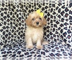 Small #3 Cavapoo