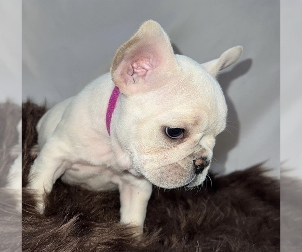 Medium Photo #4 French Bulldog Puppy For Sale in PISCATAWAY, NJ, USA