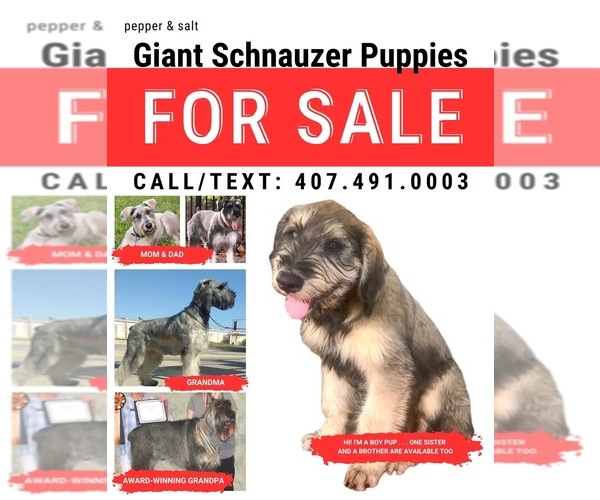 Medium Photo #4 Schnauzer (Giant) Puppy For Sale in SAINT CLOUD, FL, USA