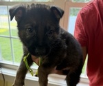 Puppy Lime Green German Shepherd Dog