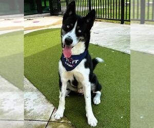 Siberian Husky Dogs for adoption in Fort Lauderdale, FL, USA