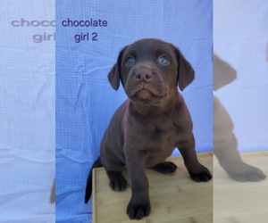 Labrador Retriever Puppy for Sale in SANTA MARIA, California USA