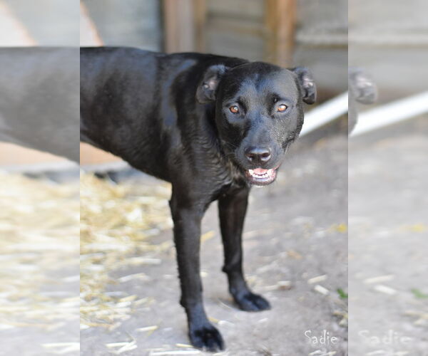 Medium Photo #11 Labrador Retriever-Unknown Mix Puppy For Sale in The Woodlands, TX, USA