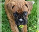 Small #1 Boxer