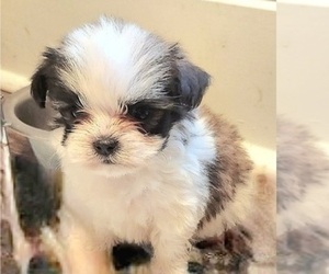 Havashu Puppy for sale in CAMDEN, SC, USA