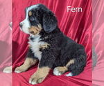 Puppy Fern Bernese Mountain Dog