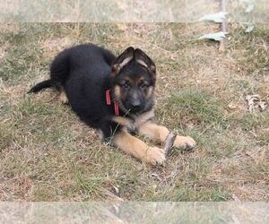 German Shepherd Dog Puppy for sale in OAK GROVE, OR, USA
