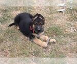 Small German Shepherd Dog