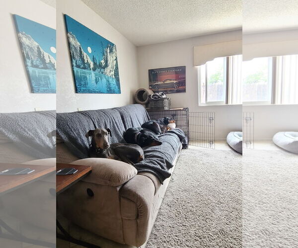 Medium Photo #5 Doberman Pinscher-Unknown Mix Puppy For Sale in Escondido, CA, USA