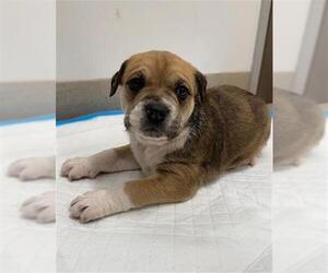 American Pit Bull Terrier Dogs for adoption in Baytown, TX, USA