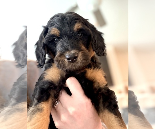 Medium Photo #1 Goldendoodle (Miniature) Puppy For Sale in CANTON, GA, USA