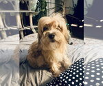 Small #6 Maltese Mix