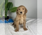 Small #4 Goldendoodle (Miniature)