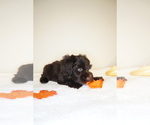 Small Photo #1 Schnauzer (Miniature) Puppy For Sale in MIAMI, FL, USA