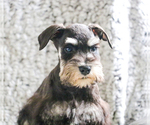 Small Photo #17 Schnauzer (Miniature) Puppy For Sale in SYRACUSE, IN, USA
