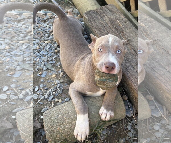 Medium Photo #1 Bulldog-Unknown Mix Puppy For Sale in Wetumpka, AL, USA