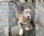 261515  Dolly - Female Bulldog-Unknown Mix Dog for Adoption - Small photo