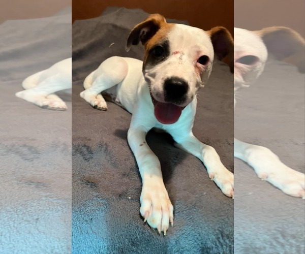 Medium Photo #1 Boxer Puppy For Sale in Burnsville, MN, USA