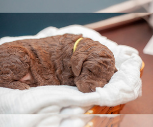 Goldendoodle Puppy for sale in COLONIAL HEIGHTS, VA, USA