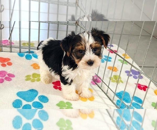Medium Photo #11 Yorkshire Terrier Puppy For Sale in ORO VALLEY, AZ, USA