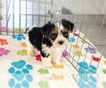 Sam - Male Yorkshire Terrier Puppy for Sale - Photo #11