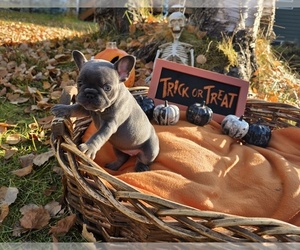 French Bulldog Puppy for sale in COLUMBIA FALLS, MT, USA